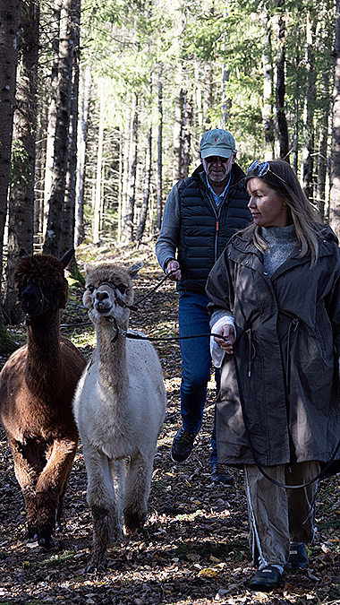 To personer går i en skog med en hvit og en brun alpakka mellom høye, tynne trær og sollys.