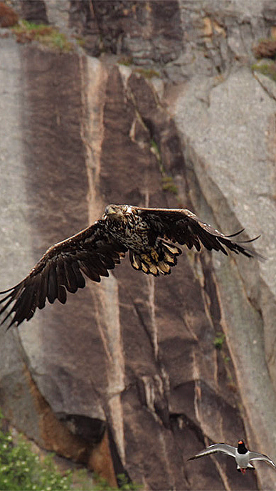 Natur- og havørnsafari - image 2