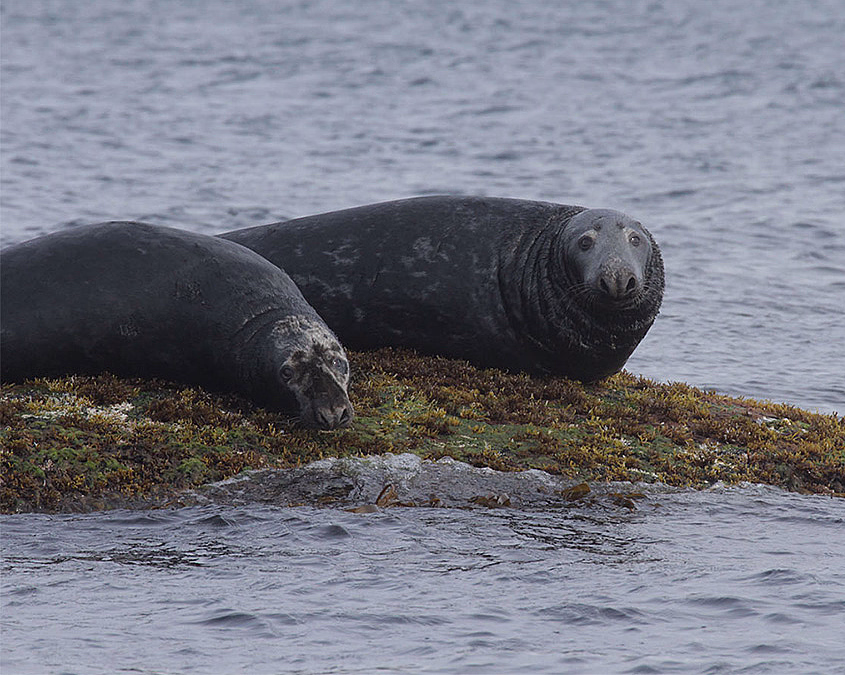 Natur- og havørnsafari - image 3