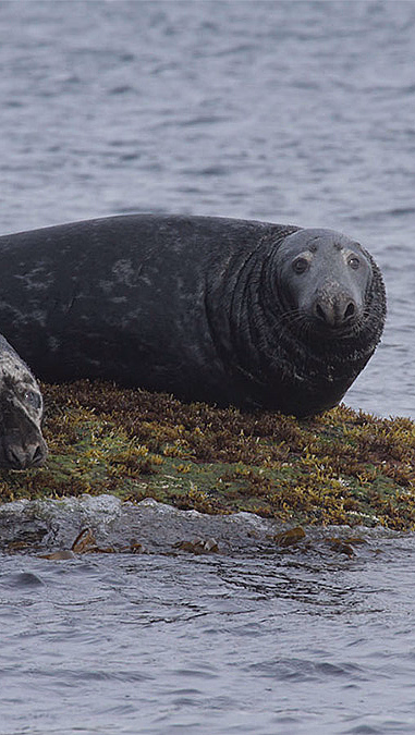 Natur- og havørnsafari - image 3