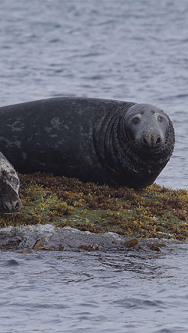 Natur- og havørnsafari - image 3