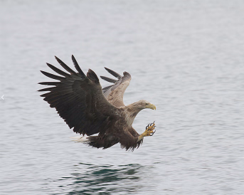 En havørn som flyr lavt over vannet med klørne strukket ut
