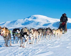 Person på hundeslede trukket av et hundespand gjennom et snødekt fjellandskap