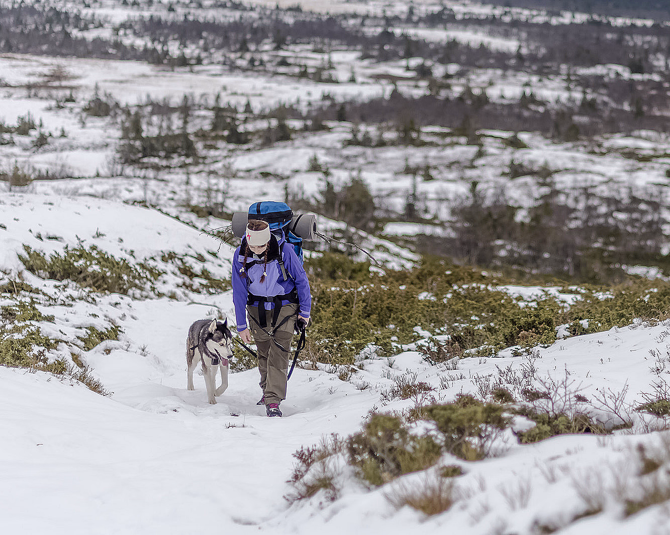 Husky hiking - image 1