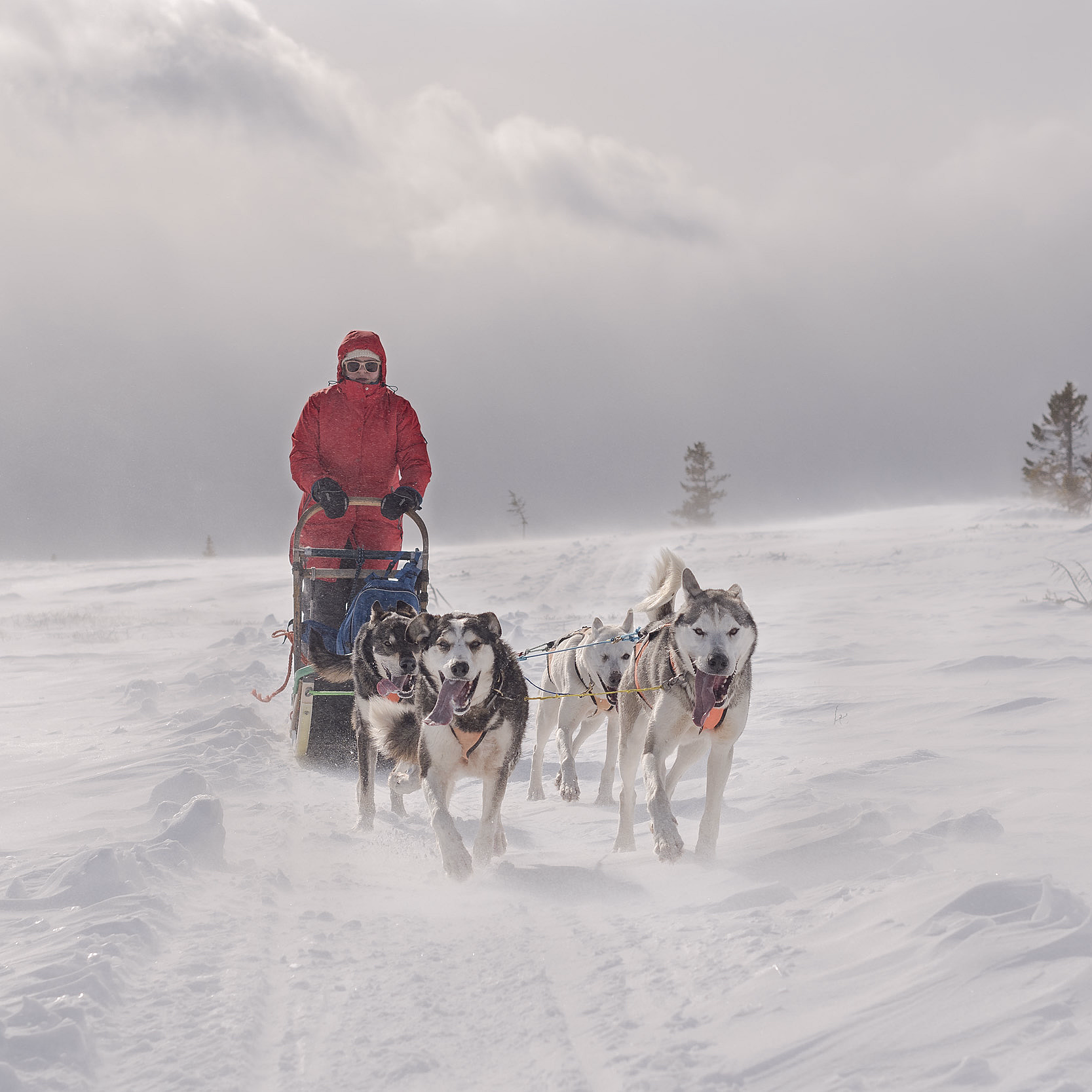 Hundekjøring med kennelbesøk