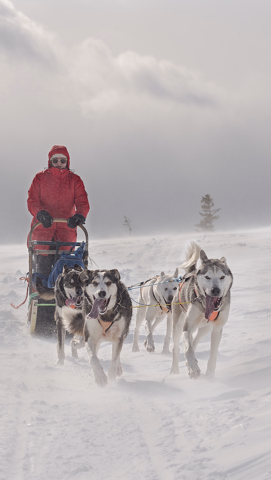 En person i rød jakke kjører hundeslede trukket av huskier gjennom et snødekt landskap under en overskyet himmel.