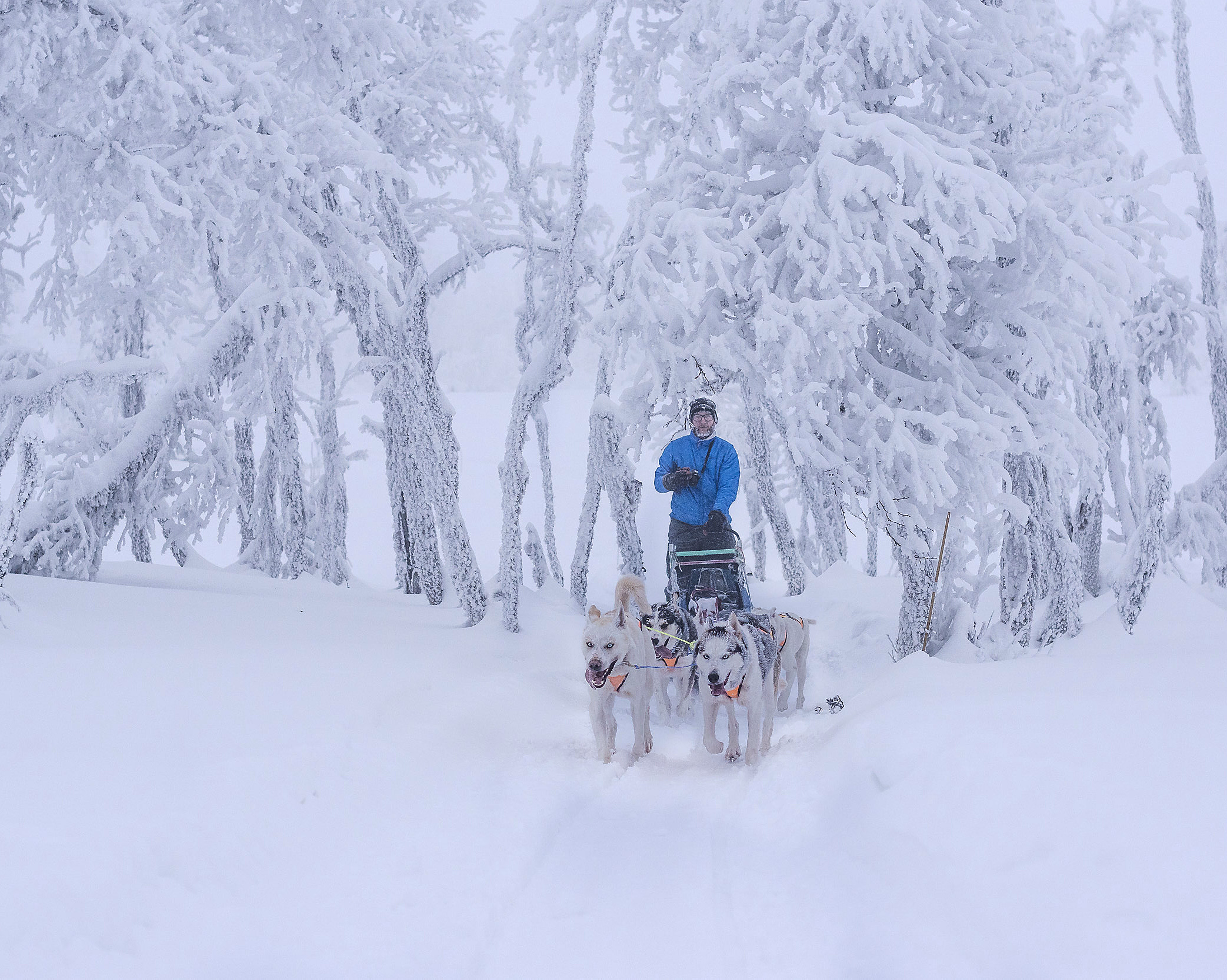 En person i blå jakke på en hundeslede trukket av fire hunder gjennom et snødekt skoglandskap med frostbelagte trær.