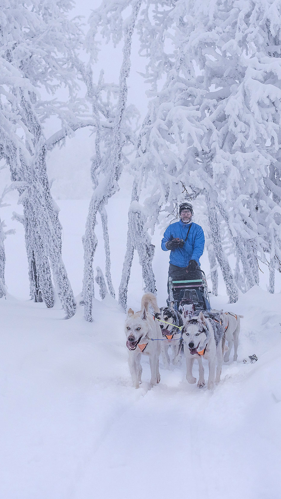 En person i blå jakke på en hundeslede trukket av fire hunder gjennom et snødekt skoglandskap med frostbelagte trær.
