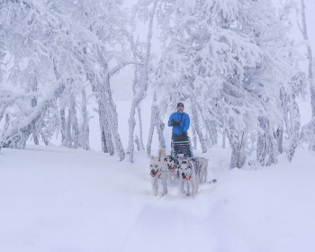 En person i blå jakke på en hundeslede trukket av fire hunder gjennom et snødekt skoglandskap med frostbelagte trær.