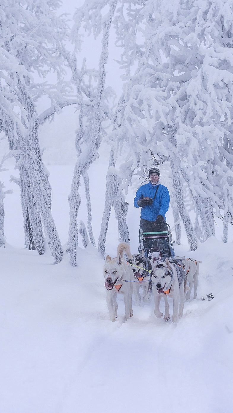 En person i blå jakke på en hundeslede trukket av fire hunder gjennom et snødekt skoglandskap med frostbelagte trær.