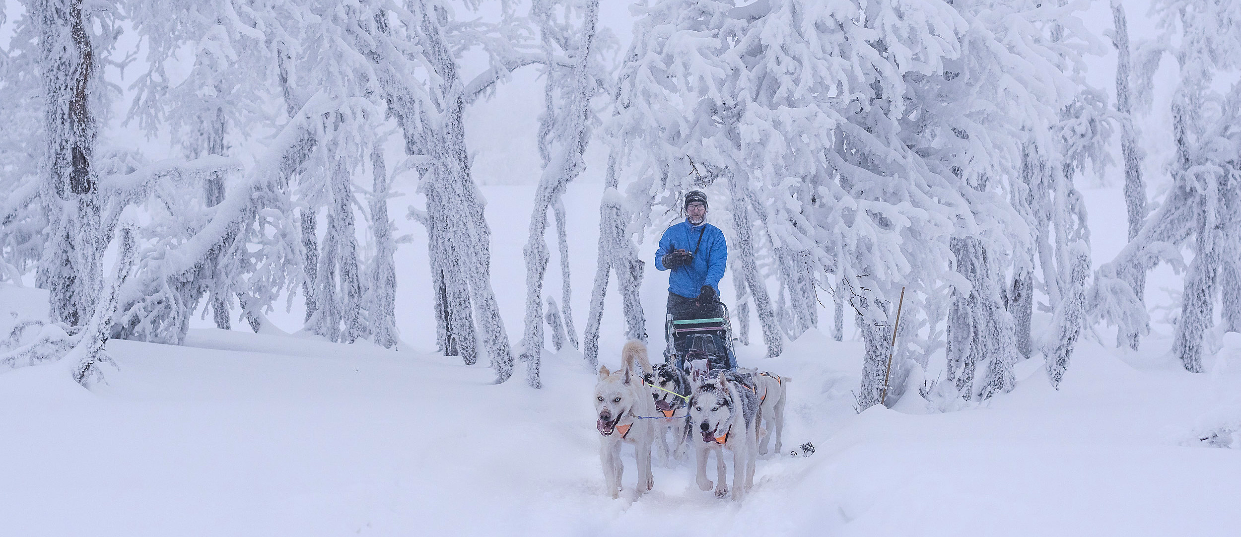 En person i blå jakke på en hundeslede trukket av fire hunder gjennom en snødekt skog med frostkledde trær.