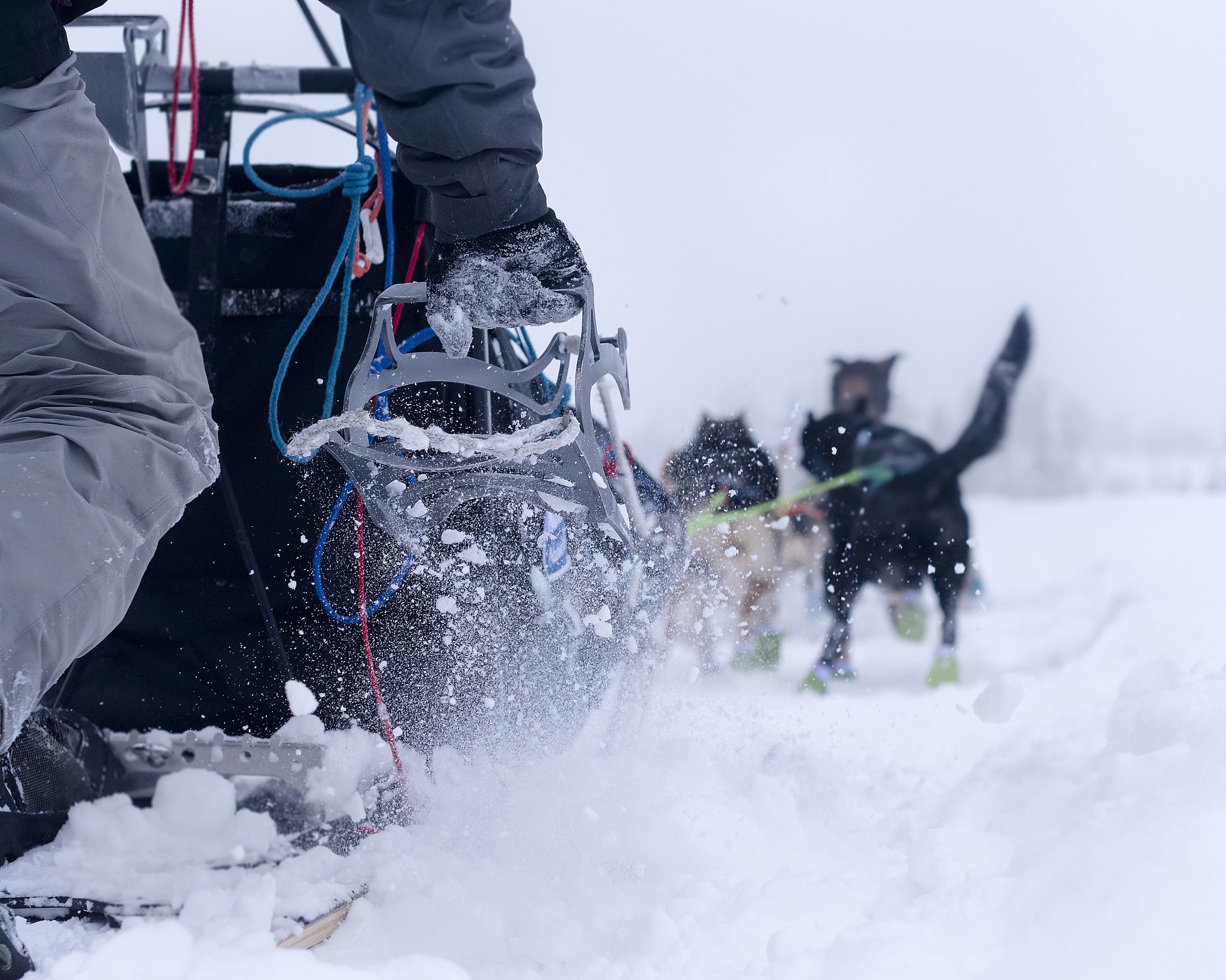 En person i mørk jakke og grå bukse holder i en hundeslede omgitt av snøføyk, mens hunder med grønne potesokker trekker sleden gjennom et snødekt landskap.
