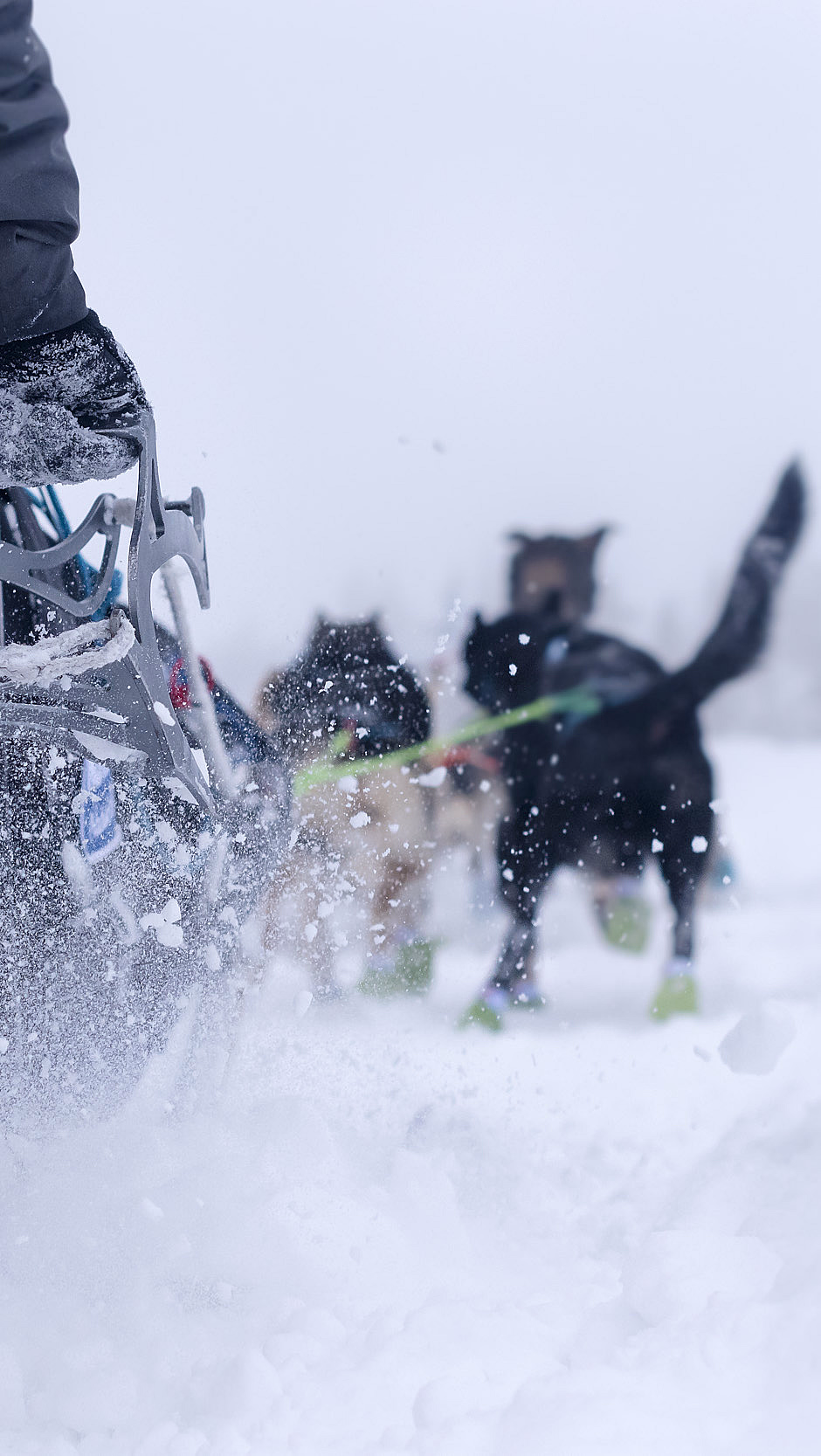 En person i mørk jakke og grå bukse holder i en hundeslede omgitt av snøføyk, mens hunder med grønne potesokker trekker sleden gjennom et snødekt landskap.
