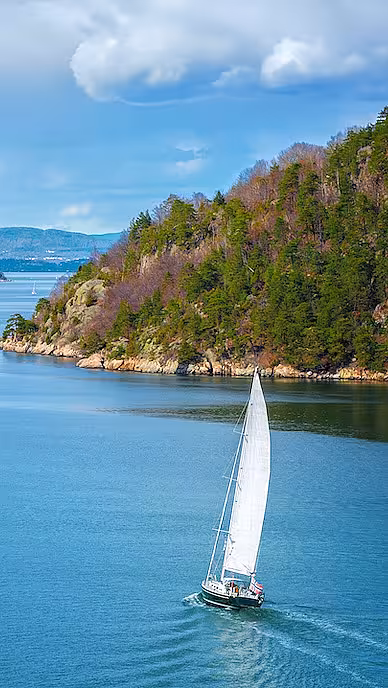 Seilbåt med hvite seil på blått vann langs en skogkledd kystlinje