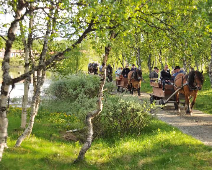 Skogsmiddag i Volldalskoja - image 1