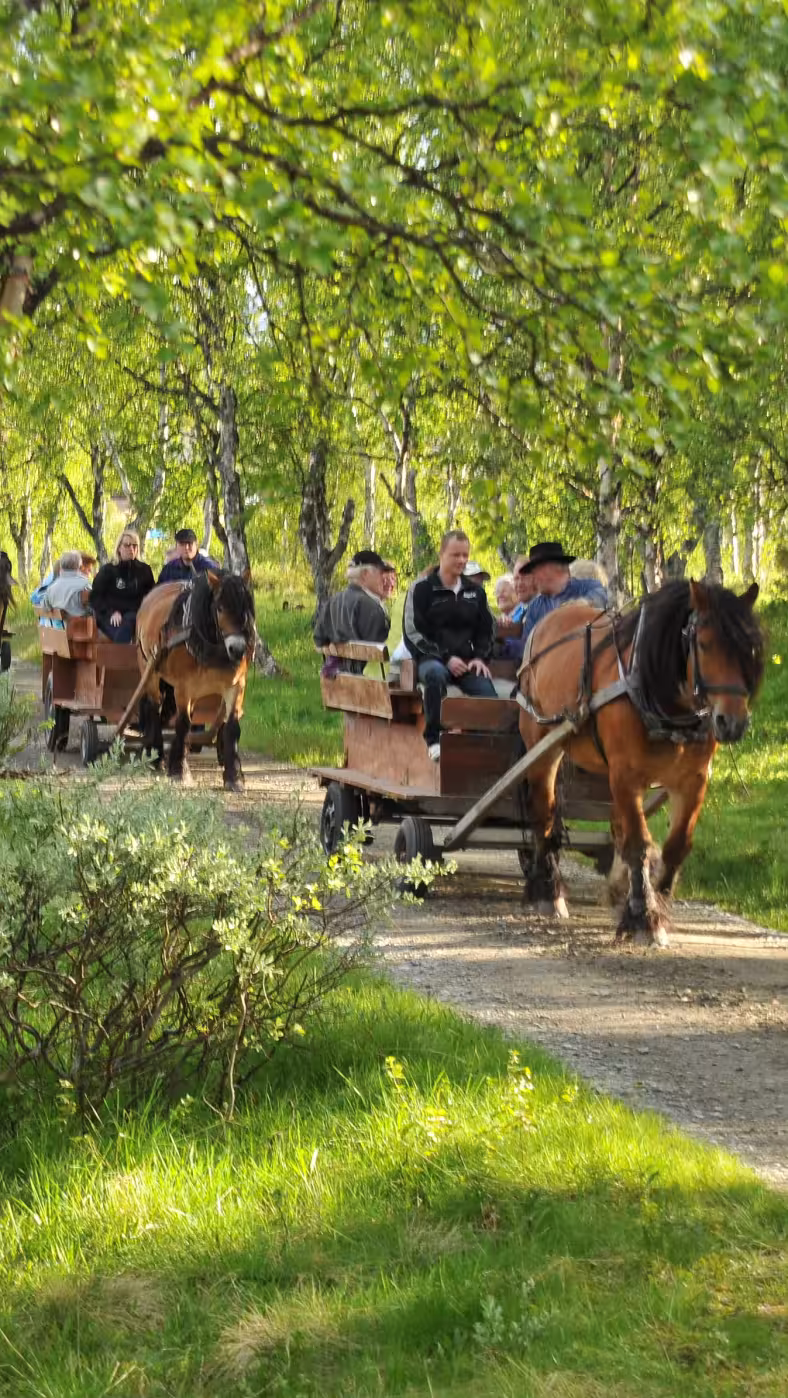 Skogsmiddag i Volldalskoja - image 1