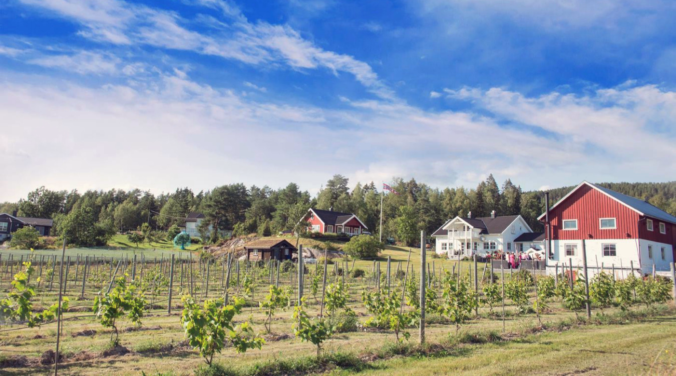 Vingård med grønne rader, rød låve og hvitt hus i et landskap