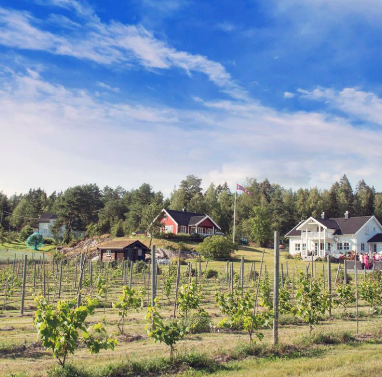 Vingård med grønne rader, rød låve og hvitt hus i et landskap