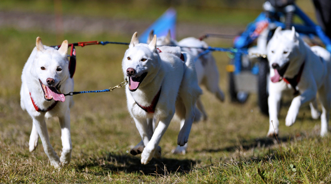 Hundekjøring sommer