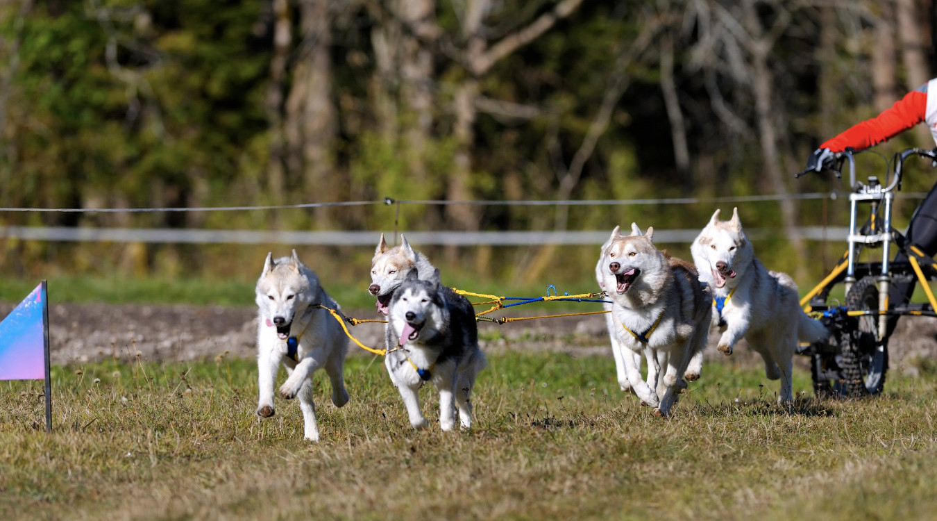 Hundekjøring sommer
