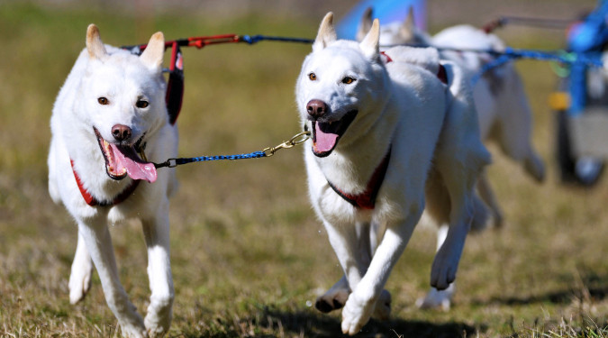 Hundekjøring sommer
