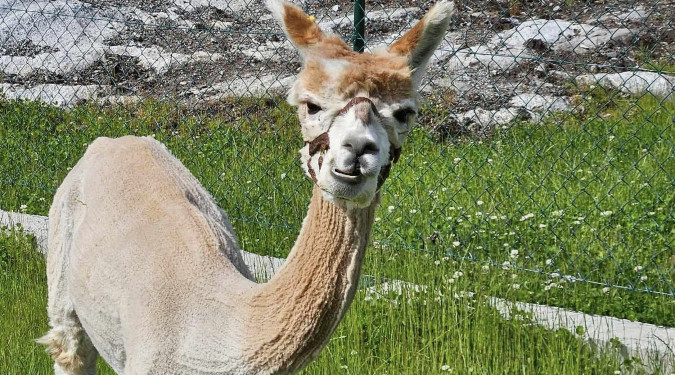 Alpakkabesøk