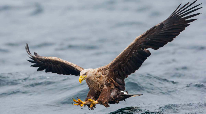 Guidet kajakktur i Lysefjorden